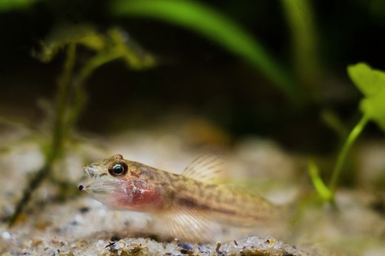 tubenose goby (Proterorhinus semilunaris) juvenile freshwater fish, caught in Southern Bug river, in nature aqua, highly adaptable invasive predator with masking coloration from North America biotope