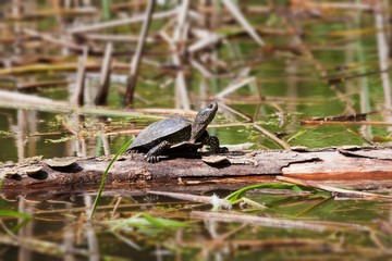 European pond terrapin, Emys orbicularis, adult freshwater turtle, rest on a fallen tree log in direct sunshine, warming itself in hot sun rays, abandoned swamp in a farmland