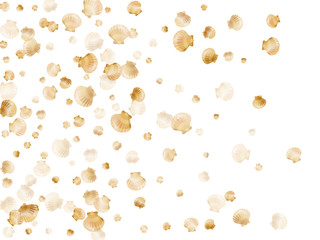 Gold bivalve pearl shell, marine mollusk isolated