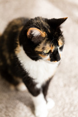 Black and Yellow Calico Cat