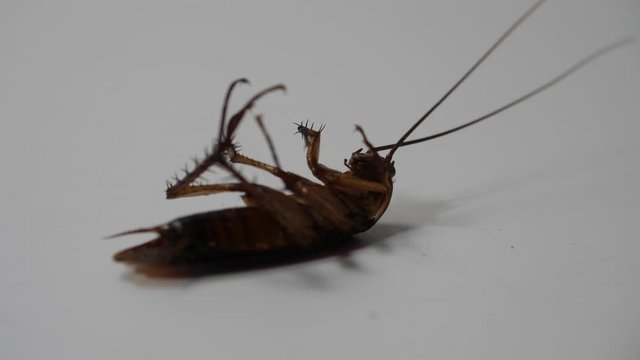 Close Up Cockroach Dying On The Floor isolated on white background, 4k