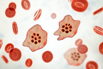 Naklejka premium The malaria-infected red blood cell. 3D illustration showing malaria parasite Plasmodium ovale in the stage of schizont