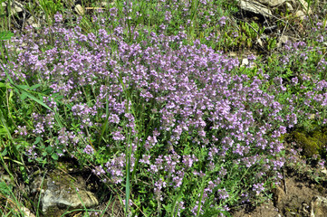 Thyme blooms in the wild