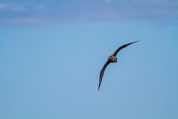 Great skua (bonxie)