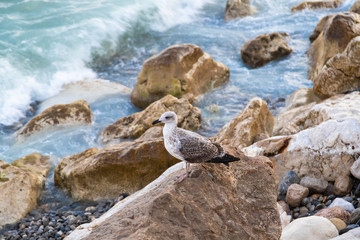 Seagull on the stones by the sea