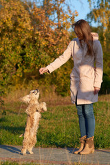 Young beautiful long-haired woman wearing light pink coat giving treat to her spaniel dog. Blurry autumn meadow and leaves background.