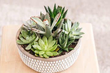 Potted succulents in concreate decorative  planter