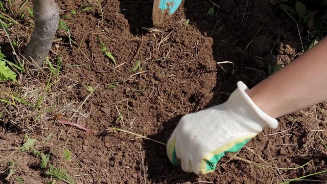A gardener hands in gloves removes weeds from a ground and spud soil with a tool close up