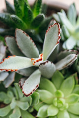 Obraz premium Potted Succulents in Planter