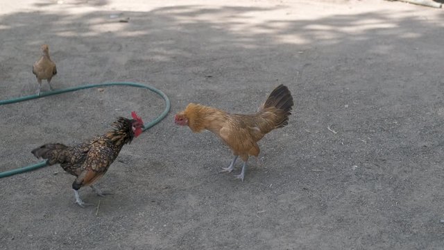 Cock fight. Fight of roosters in the farm yard.