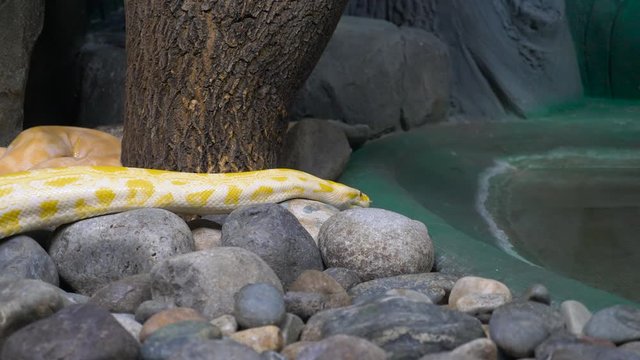 A large yellow Python crawls around its enclosure in search of prey