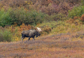 Naklejka na ściany i meble Alaska Yukon Bull Moose in Autumn
