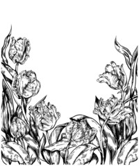 Vintage hand drawn  tulips flowers black and white background