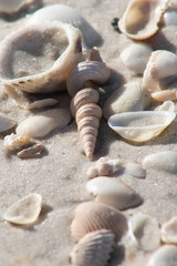 beautiful shells