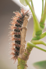 Cartoons butterfly South American caterpillar macro