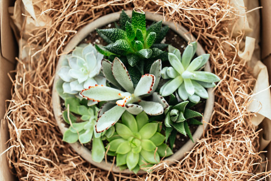 Potted Succulents In Planter