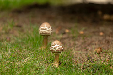 Wild Mushroom in Wisconsin autumn forest