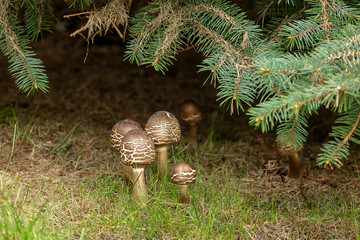 Wild Mushroom in Wisconsin autumn forest