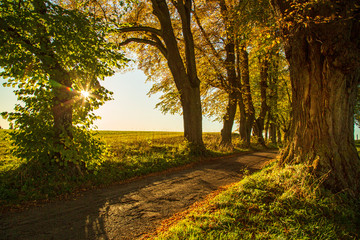 Naklejka premium Herbst - Autumn - Avenue - Linden - Allgäu