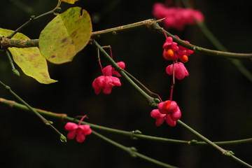 Bright unique pink flowers with fruits of Euonymus europaeus, known variously as winged spindle Euonymus Species, Common Spindle Bush, European Spindle Tree .