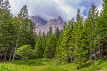 forest in mountains