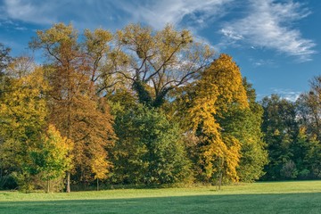 colorful autumn landscape on a sunny day, big trees with colorful leaves, meadow  in the shade and in the sun