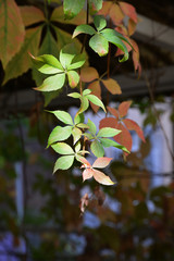 autumn leaves on tree
