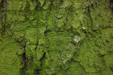 Old beech's bark - closeup