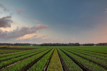 Fototapeta na wymiar Extensive onion fields with beautiful sky. Location in Bantul Yogyakarta