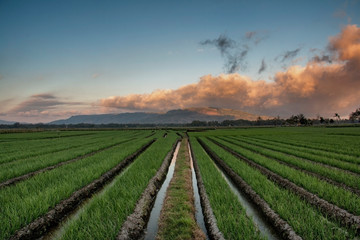 Fototapeta na wymiar Extensive onion fields with beautiful sky. Location in Bantul Yogyakarta
