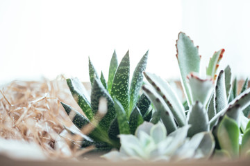 Potted Succulents in Planter