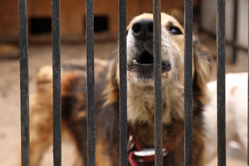 Homeless dog in cage at animal shelter outdoors. Concept of volunteering