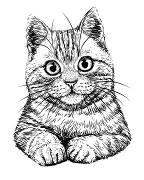 Cat sketch, Cat Drawing Kitten Line art, cat face, face, animals png |  PNGEgg