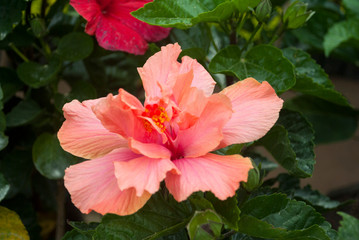 Obraz premium Pink flower intense color in tropical organic garden in Guatemala, Central America. Hibiscus or hibiscos, Hibiscus rosa-sinensis
