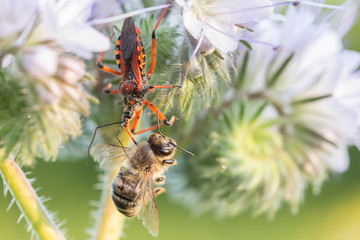 Assassin bug (Rhynocoris iracundus) eating a honey bee (Apis mellifera) on a purple flower.Macro of...