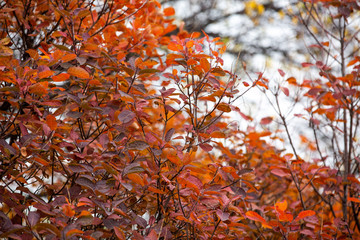 Landscape in autumn in the park. Golden autumn with yelow and red leaves