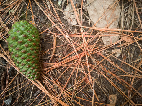 Green pine on the ground.