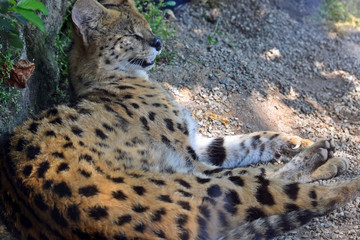 Wild Cat Leptailurus Serval Lying