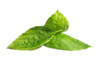 Basil leaf white back ground isolate