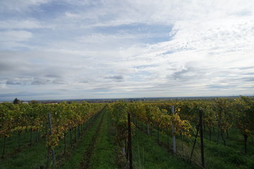 Fototapeta na wymiar Landschaft der Südlichen Weinstrasse (Blick von Rhodt unter Rietburg)