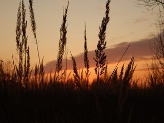 sunset over wheat field