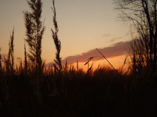 Naklejka na ściany i meble sunset over wheat field