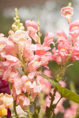 colorful flowers
