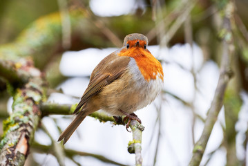European robin (Erithacus Rubecula) sitting on a branch in winter