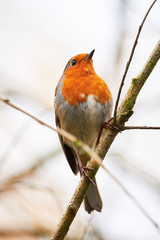 European robin (Erithacus Rubecula) sitting on a branch