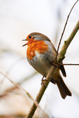 European robin (Erithacus Rubecula) sitting on a branch and singing