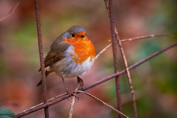 European robin (Erithacus Rubecula) sitting on a fence