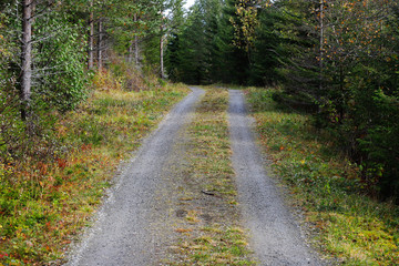 Forest road