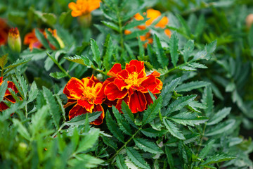 red velvet flower in the garden