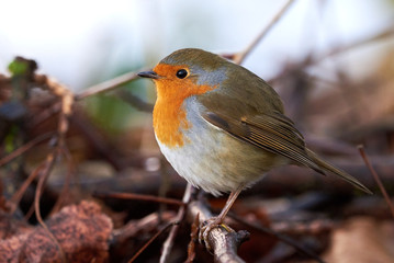 European robin (Erithacus Rubecula) sitting on a branch